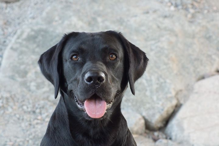 Labrador retriever toppar Svenska Kennelklubbens registreringsstatistik 2014