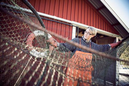 Beslut om fiskekvoter i Östersjön väntas under dagen