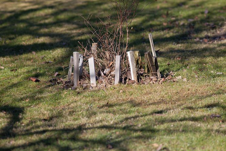 A less aesthetic way to protect a tree.