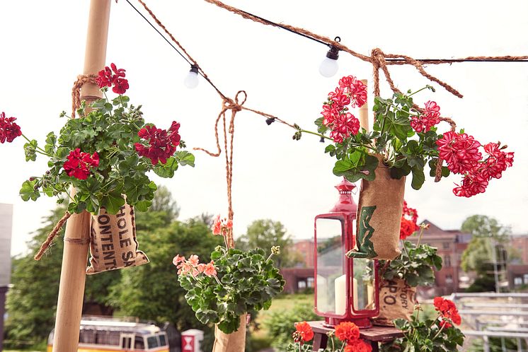 Pelargoner på balkongen