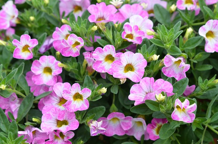 Calibrachoa Chameleon