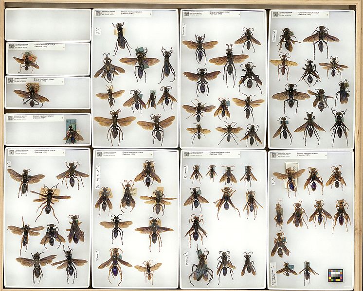 )Insektenkasten aus dem Museum für Naturkunde Berlin mit Serien der Grabwespe Chlorion maxillosum cilitaum aus verschiedenen afrikanischen Ländern
