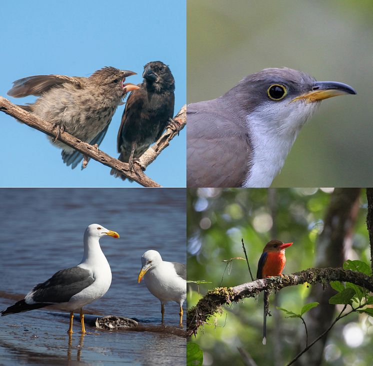 Beak color variation