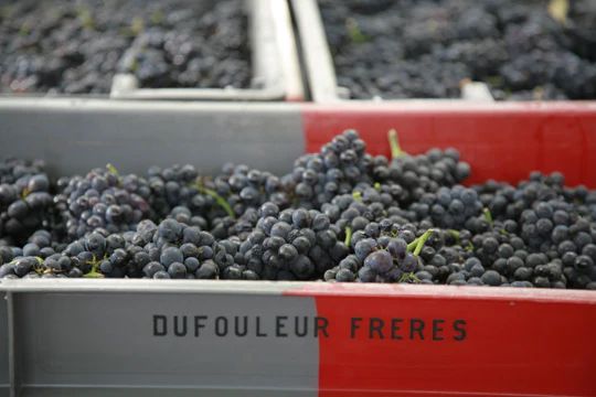 dufouleur-freres-grapes-1428-540x