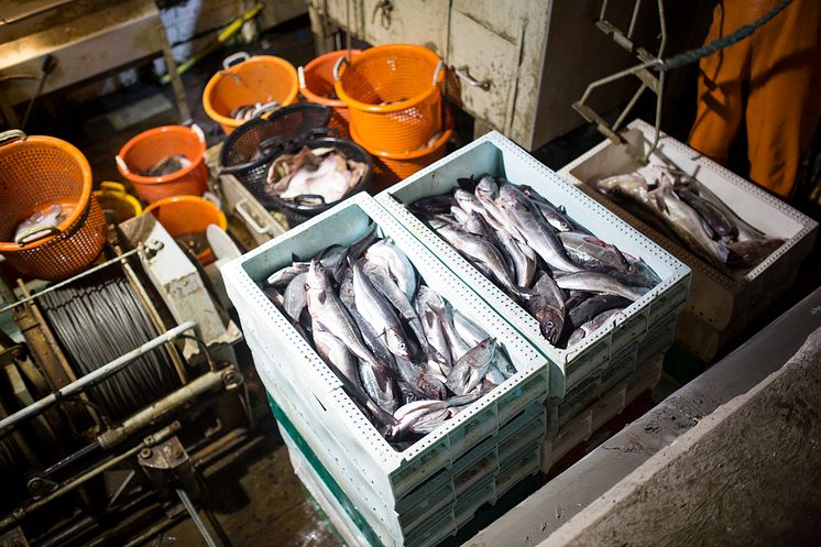 ​Kvoterna för 2017 års fiske i Västerhavet klara