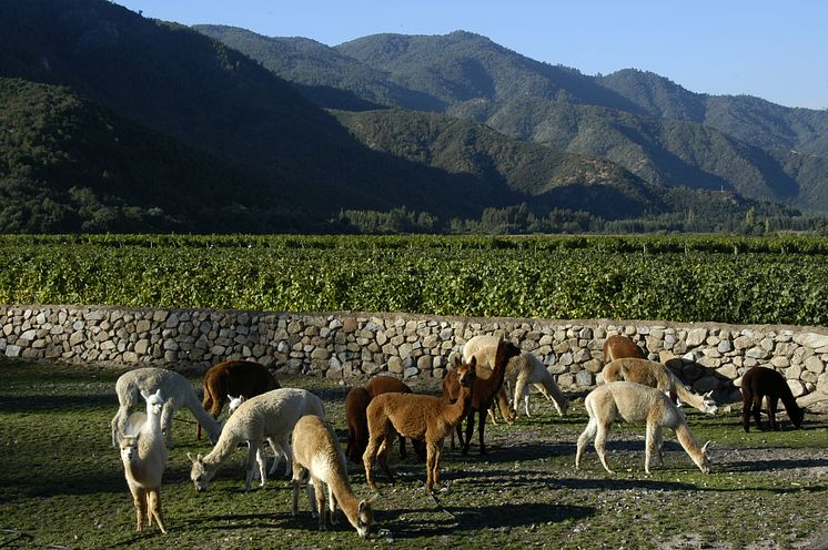 Viñedos Emiliana 