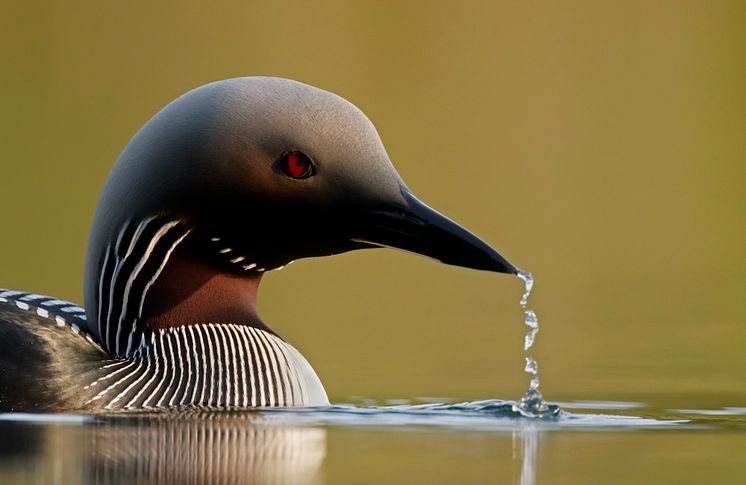 EOS 90D_MARKUS_VARESVUO_SAMPLE_Black-throated Diver_2599