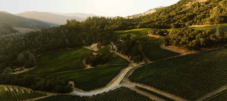 Decoy vineyards Sonoma Coast