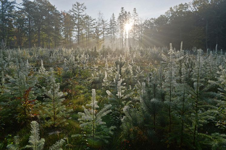 Svanninge Bjerge, sol igennem træer