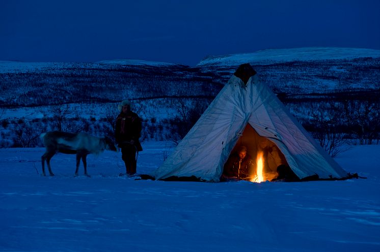 Sami with reindeer outside lavvo tent 