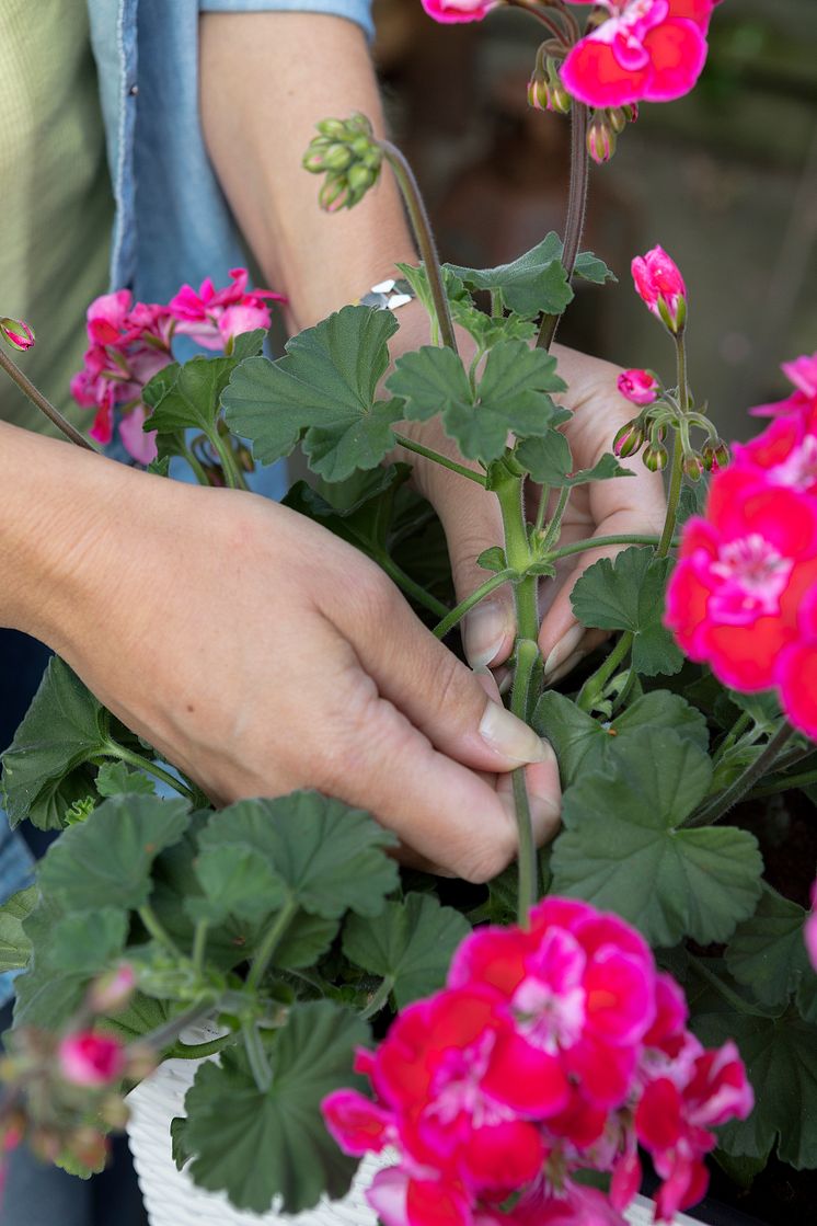 Så sköter du dina pelargoner