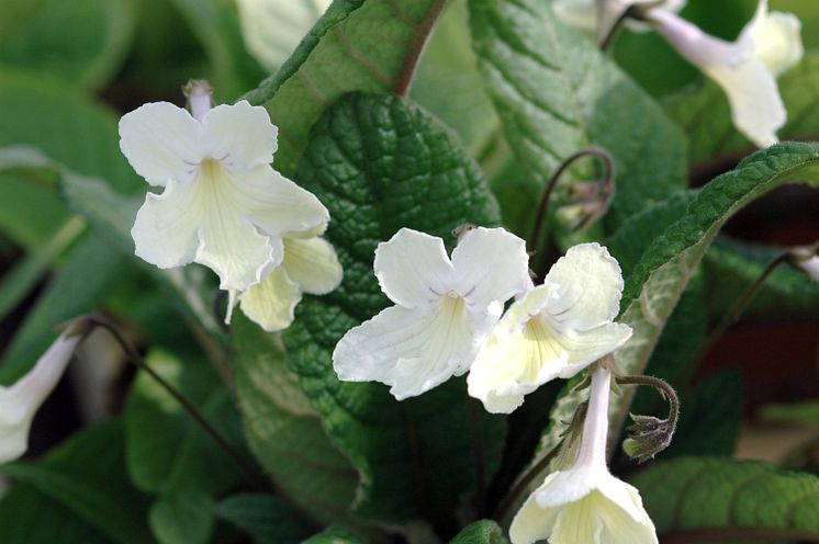 Streptocarpus Alissa