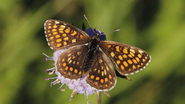 Tierisch engagiert_wachtelweizen-scheckenfalter_naturbeobachtung_cmyk_300dpi