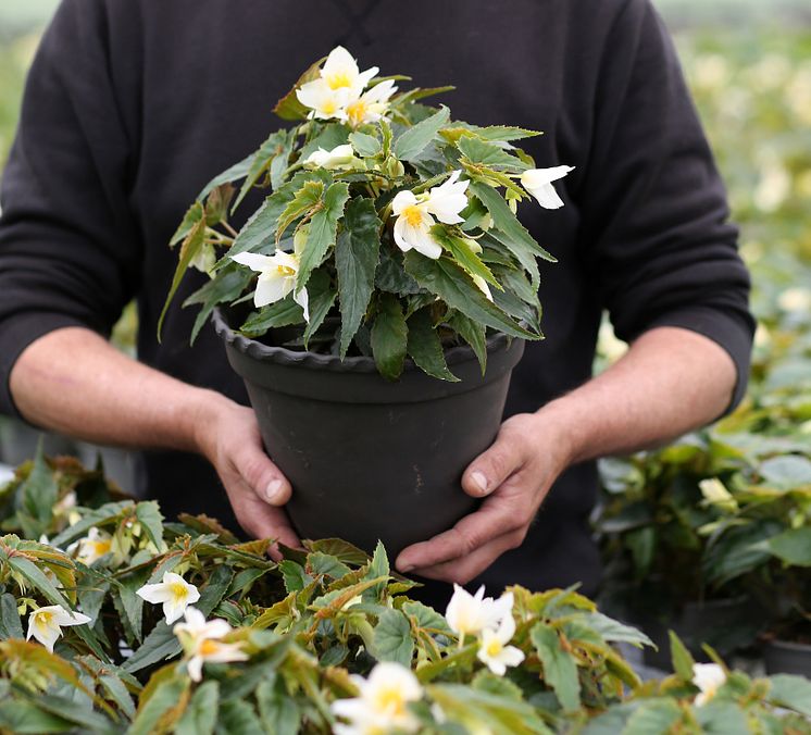 Begonia boliviensis Summerwings Boliviabegonia Foto @annikasnaturligating