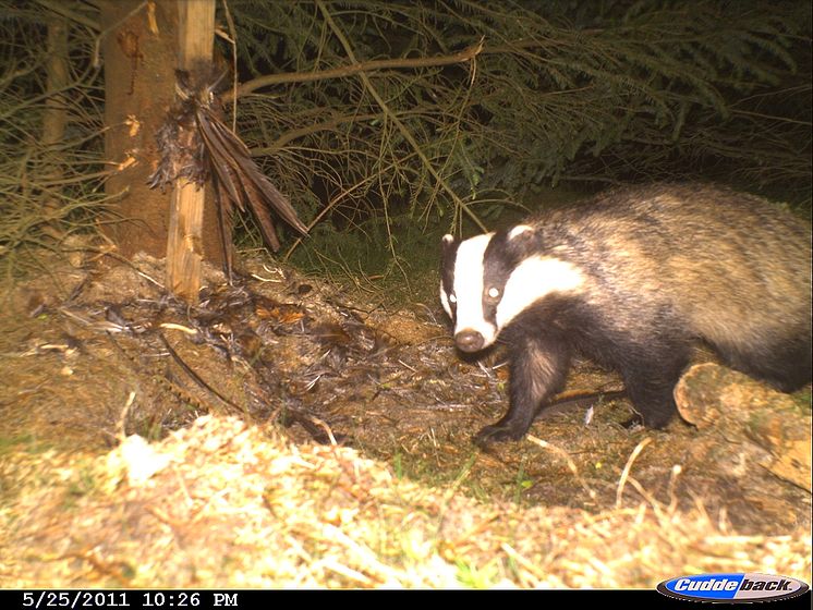 Badgers caught on camera