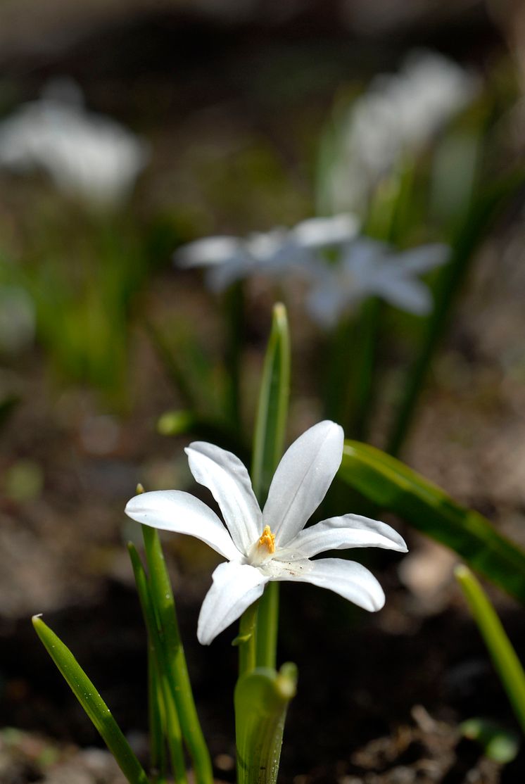 Stor vårstjärna Chionodoxa luciliae 'Alba' 