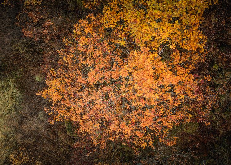 Eat The Landscape - Autumn day