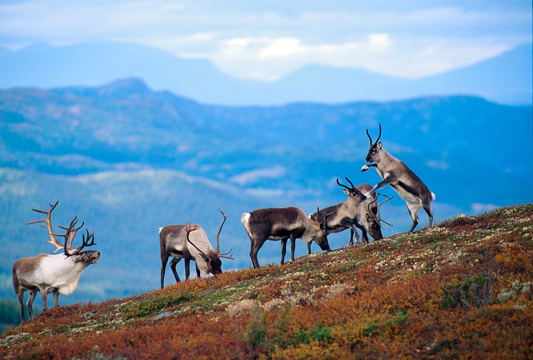 Reindeer at Norefjell- Photo - Asgeir Helgestad - VisitNorway.com (1).jpg