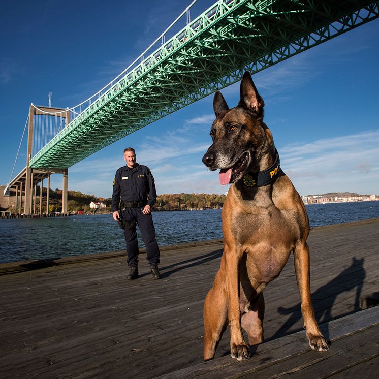 Herman är årets polishund 2015