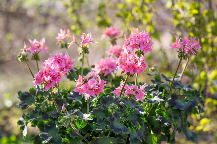 Årets Pelargon 2025 21 Pelargonium Summer Twist Rose foto annikasnaturligating.jpg