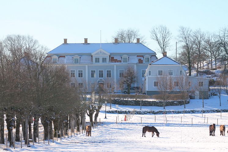 Tofta vinter hästar 2