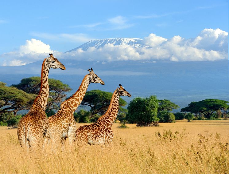 Three giraffe on Kilimanjaro mount background in National park of Kenya, Africa