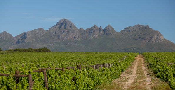 Stellenbosh Vineyards