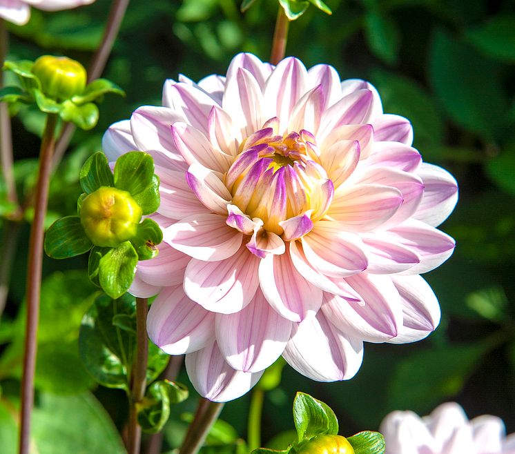 Dahlia 'Lady Kate'.jpg