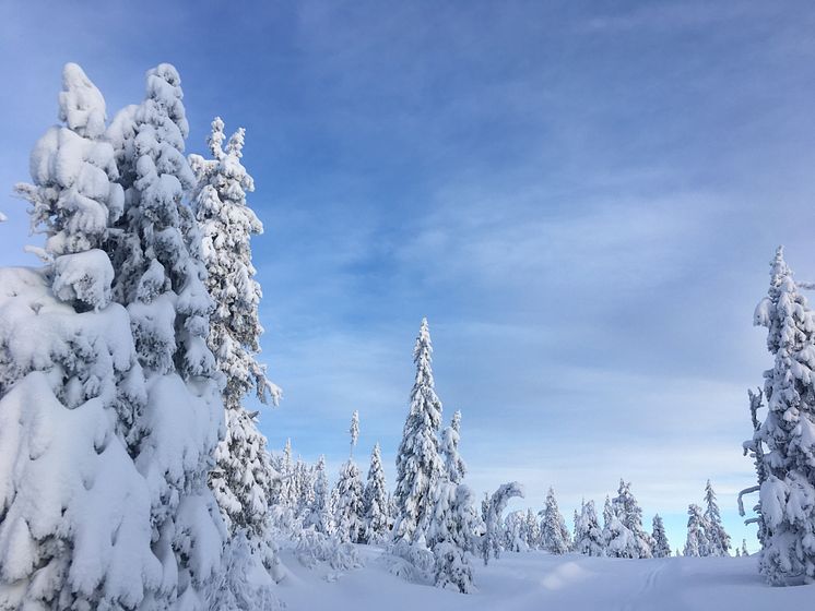 Lei ski fra SiO Athletica