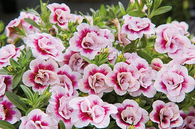 Småpetunia PinkTastic