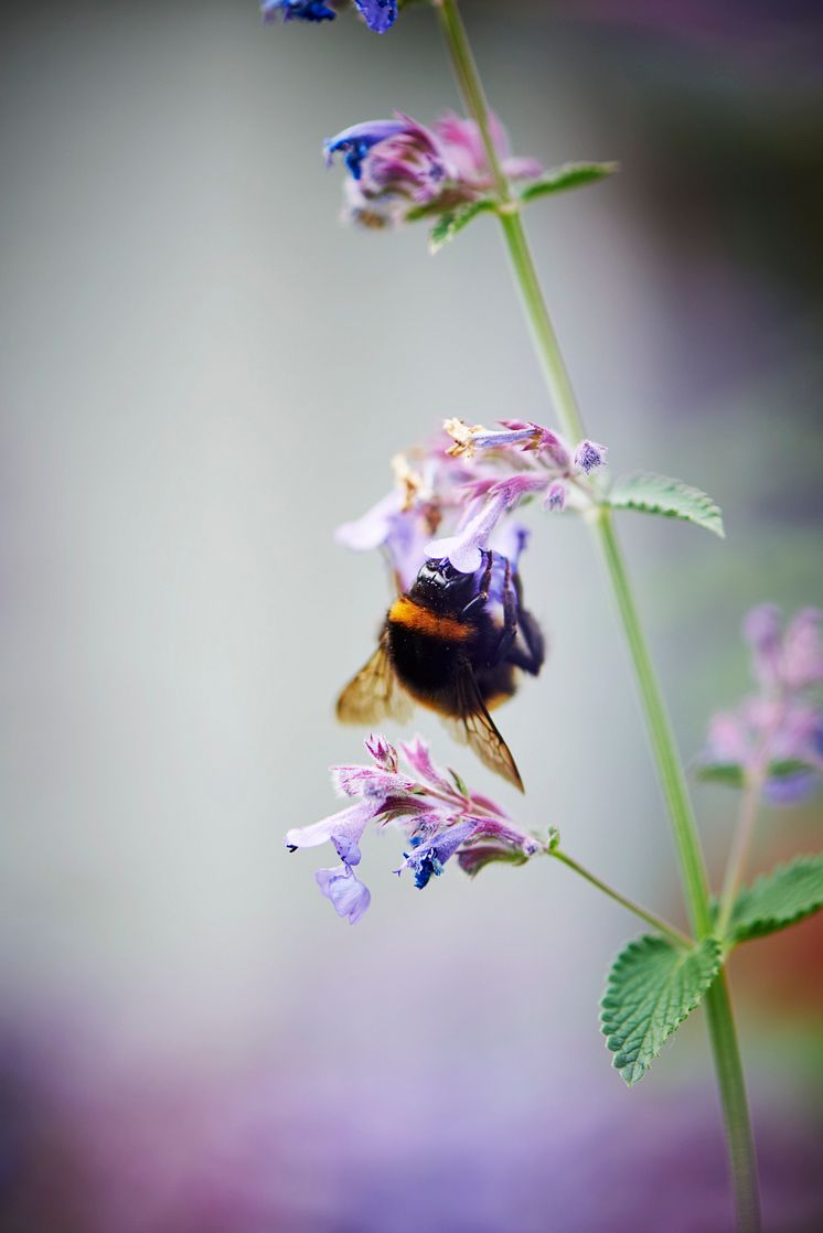 Plantagen_Pollineringsveckan_5