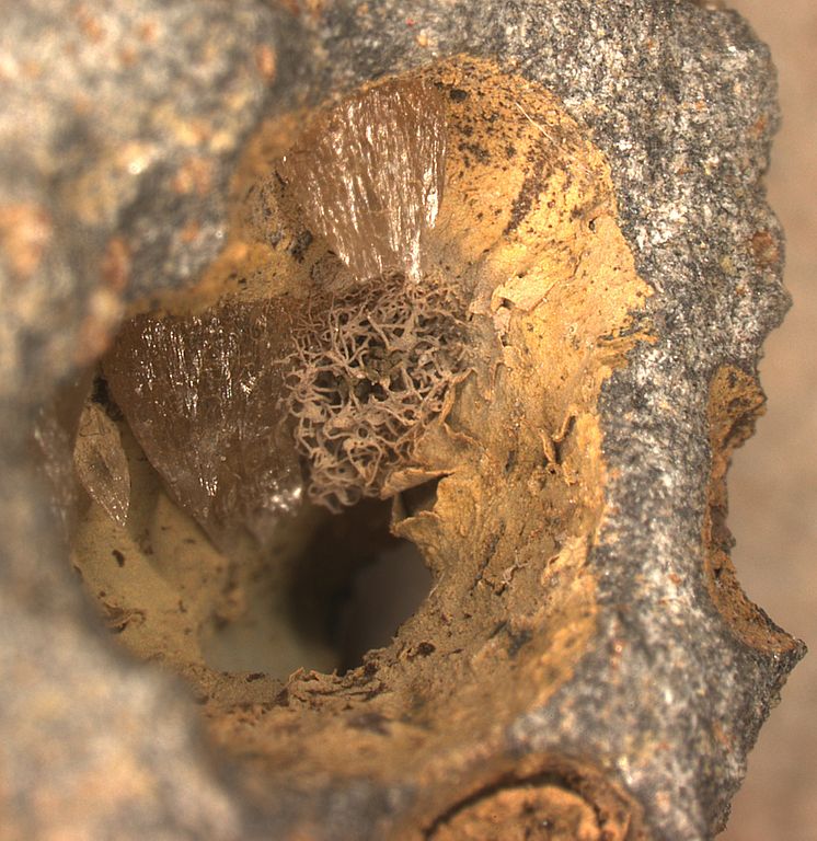 Fossil lång nere i berggrunden
