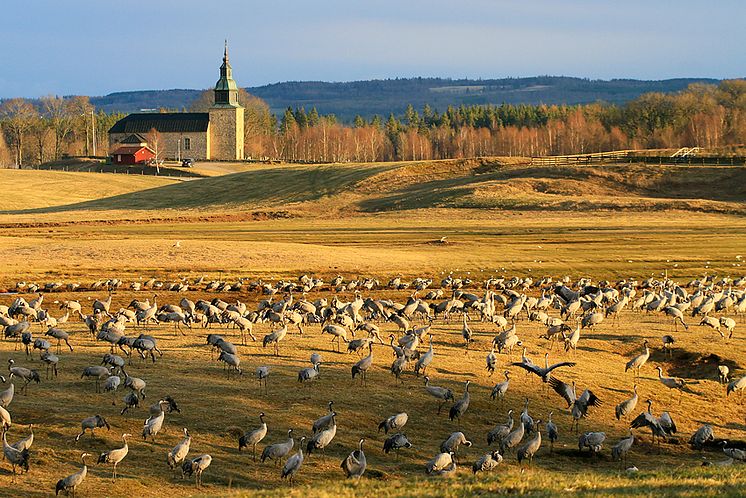 Tranor framför Bjurums kyrka, Hornborgasjön