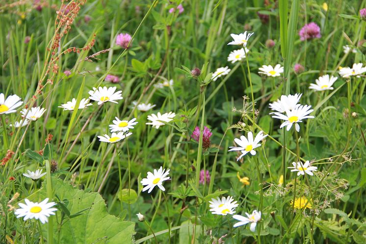 Sommarblommor