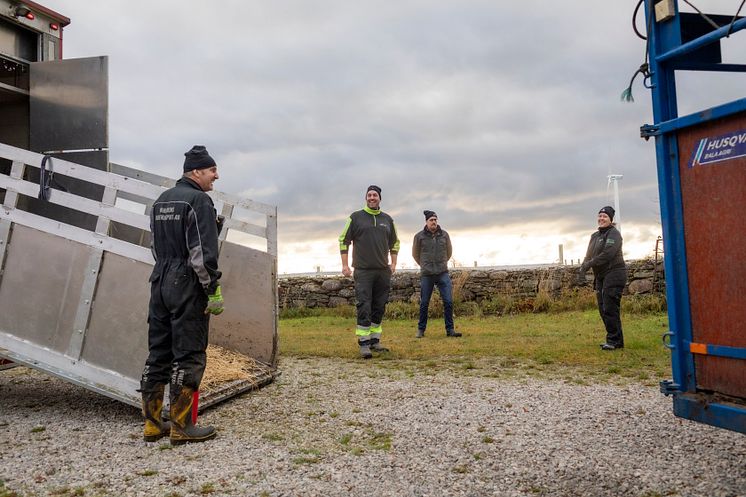 Erik Levander och Maria Eriksson på Bols Gård i Havdhem på södra Gotland deltar i Smak av Gotlands projekt Fossilfritt kött.