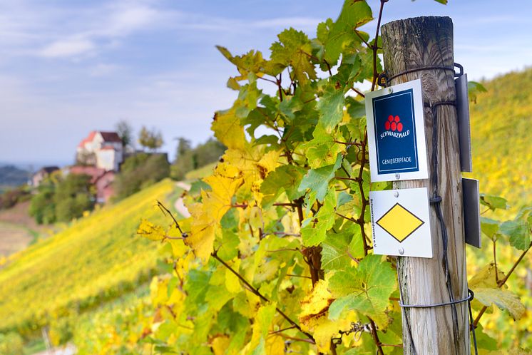 Durbach_Weinrebe_im_Herbst.jpg