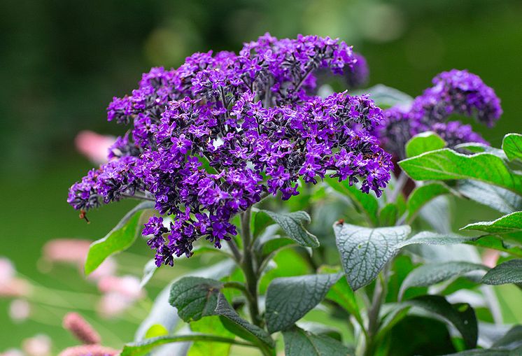 Mäster Grön  Årets Sommarblomma Heliotrop Blomveckorna Från Sverige.jpg