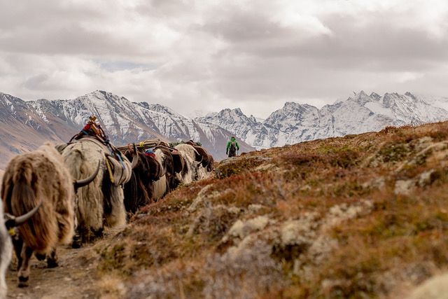 Yak-Trekking Wallis 