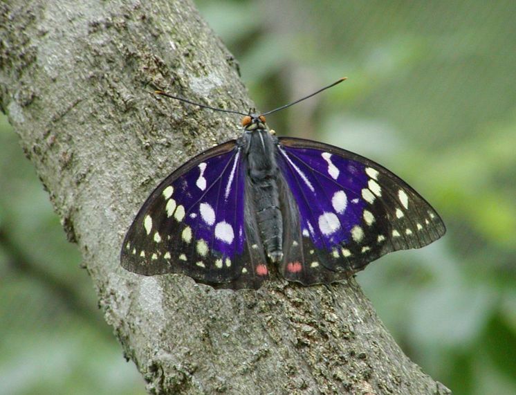 Great Purple Emperor Butterfly in Ogawamachi