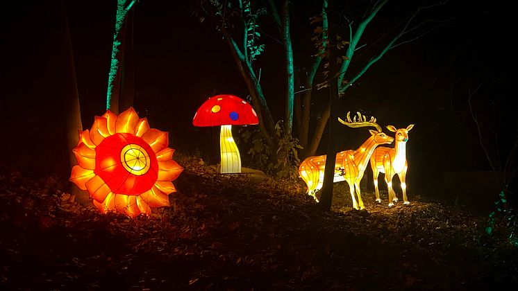 Lichterhausen-Magischer_Wald_Foto Oskarshausen.jpeg