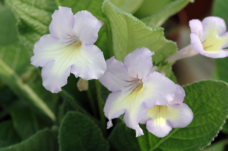 Streptocarpus x ´Victoria´