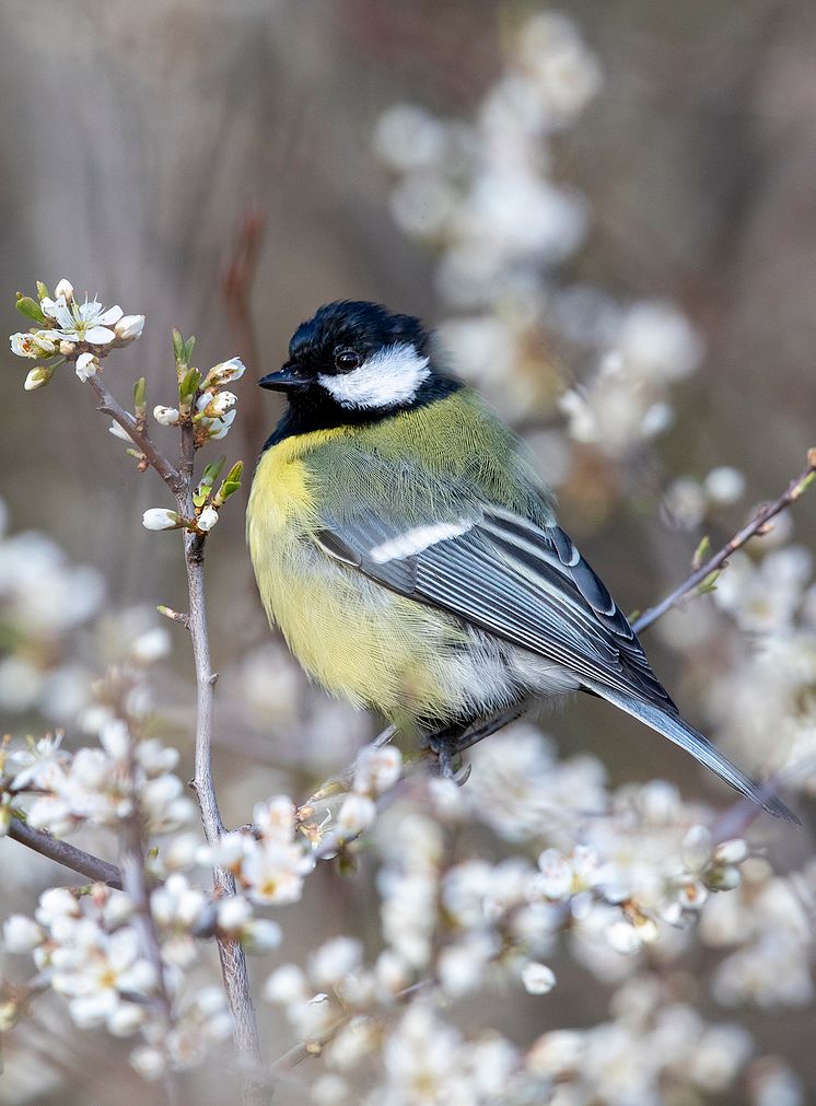 Talgoxe Parus major major Uppland Foto Tomas Carlberg