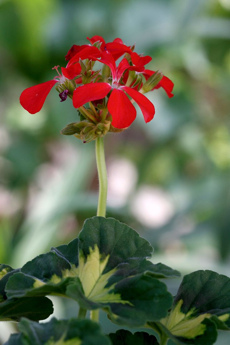 Årets Pelargon 2009 - Pelargonium ’A Happy Thought’