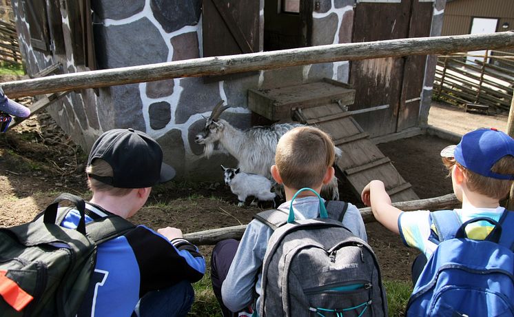 En dag med gårdens djur Skånes djurpark 1