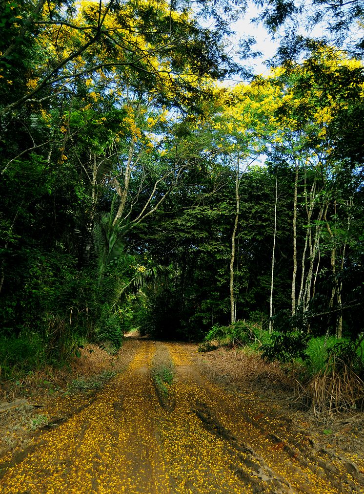 Amazonas