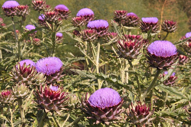  Kronärtskocka Cynara 'Herrgårds'- nyhet 2014 Blomsterlandet