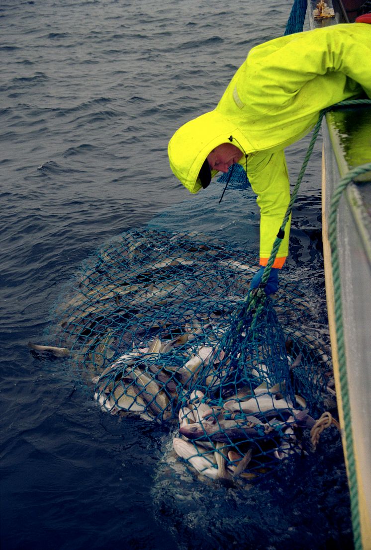 Skreifiske vid norska kusten