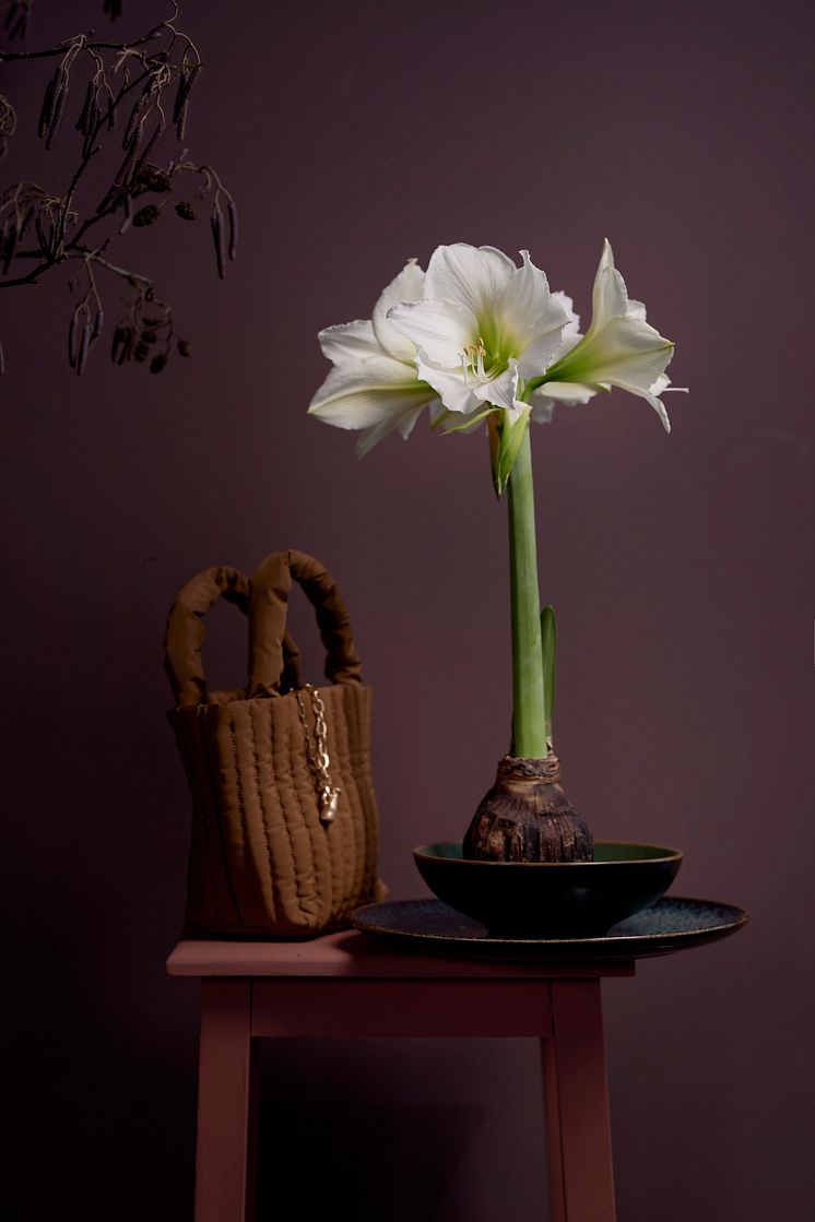 Amaryllis