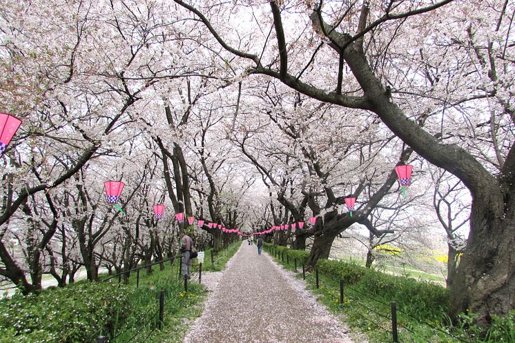 Satte Gongendo’s bank of cherry trees(2)