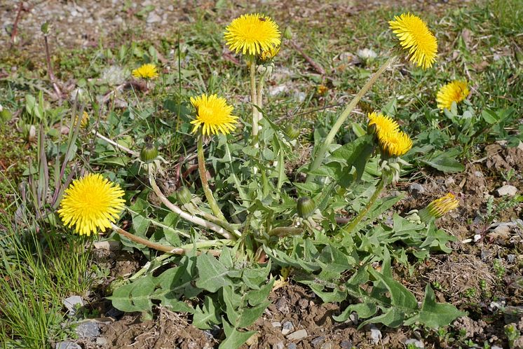 03_Dandelion_Taraxacum_officinale_Neudorff.jpg